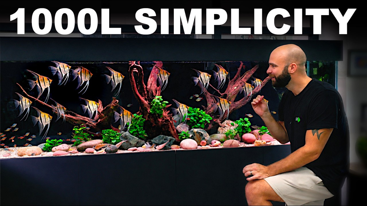 NEW STUDIO PREP: 8ft 1000L Simplicity & ADDING 100's Fish