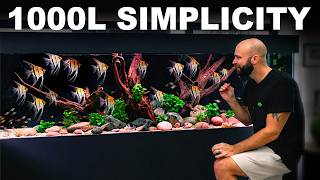 NEW STUDIO PREP: 8ft 1000L Simplicity & ADDING 100's Fish