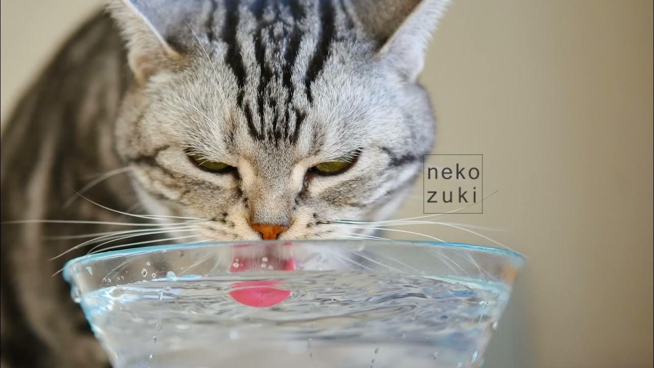 Кошка пьет воду аватар