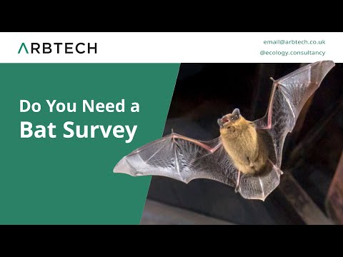 Video: Vai sikspārņu apsekojumus var nodrošināt?