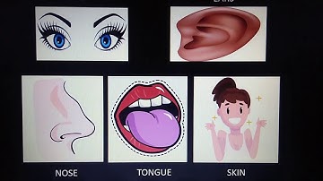 Std 2 EVS CHAPTER NO 1 knowing myself revision