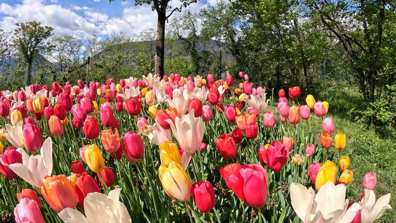 5 minuti con noi ai Giardini di Castel Trauttmansdorff a Merano !!