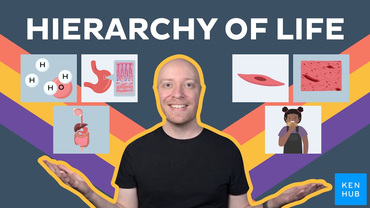 Levels of organization of the human body