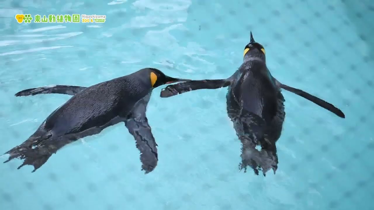 maxresdefault.jpg?sqp=-