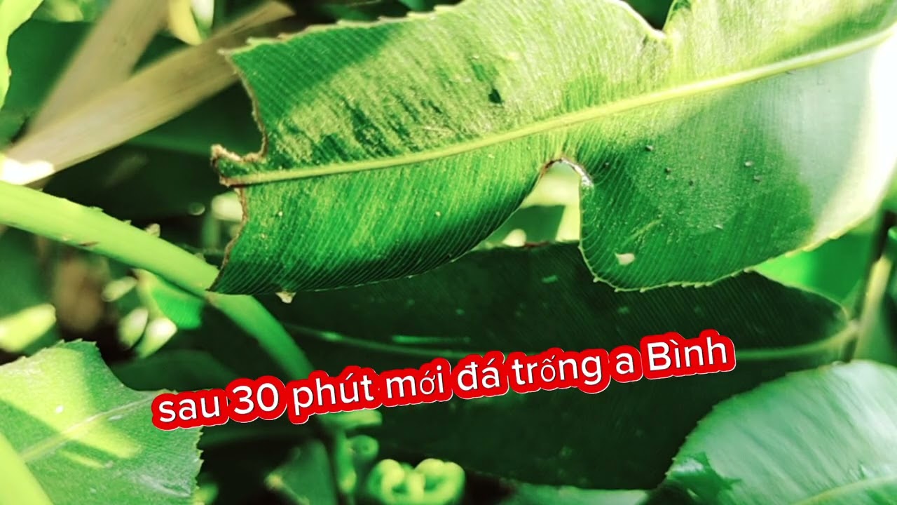 Chinh Phục Trống Bể Hay/ Bẩy Quốc Bể 