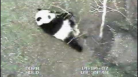 Tai The Tree Terminator