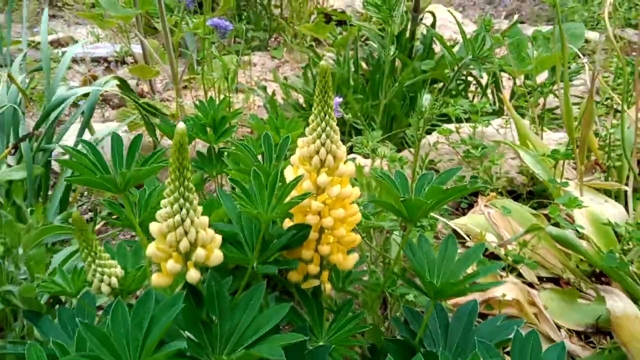 Kleiner Gartenrundgang im naturnahen Garten mit vielen Blumen, Steinbeeten und Wildbienen Mai 2023