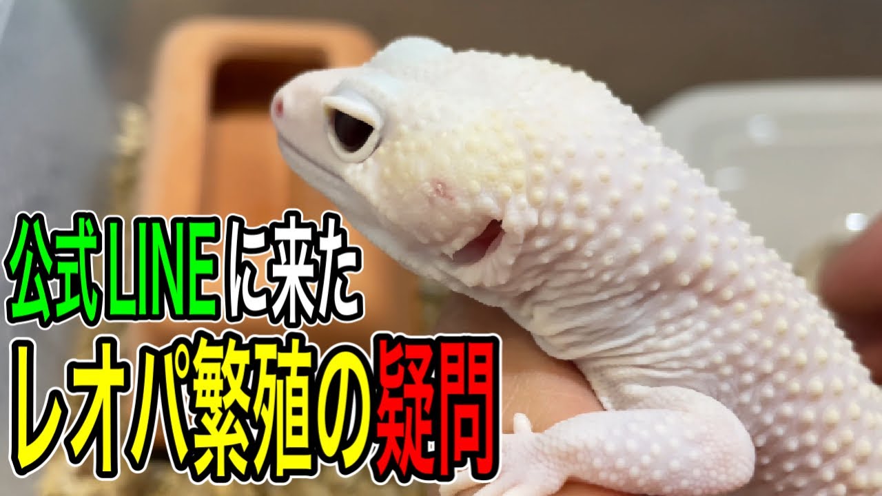 [レオパ]繁殖について質問が来た