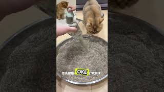 TENDA DAN BOLA RAKSASA HANYA UNTUK MOYEN #kucingimut #cat #kucing