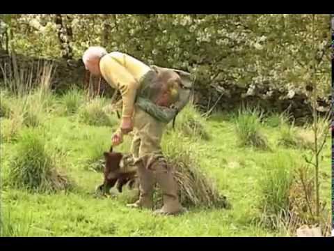 cocker-spaniel-training-master-class-p3