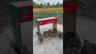 Amazing Unique Birds Trap Using Cardboard Box #shorts