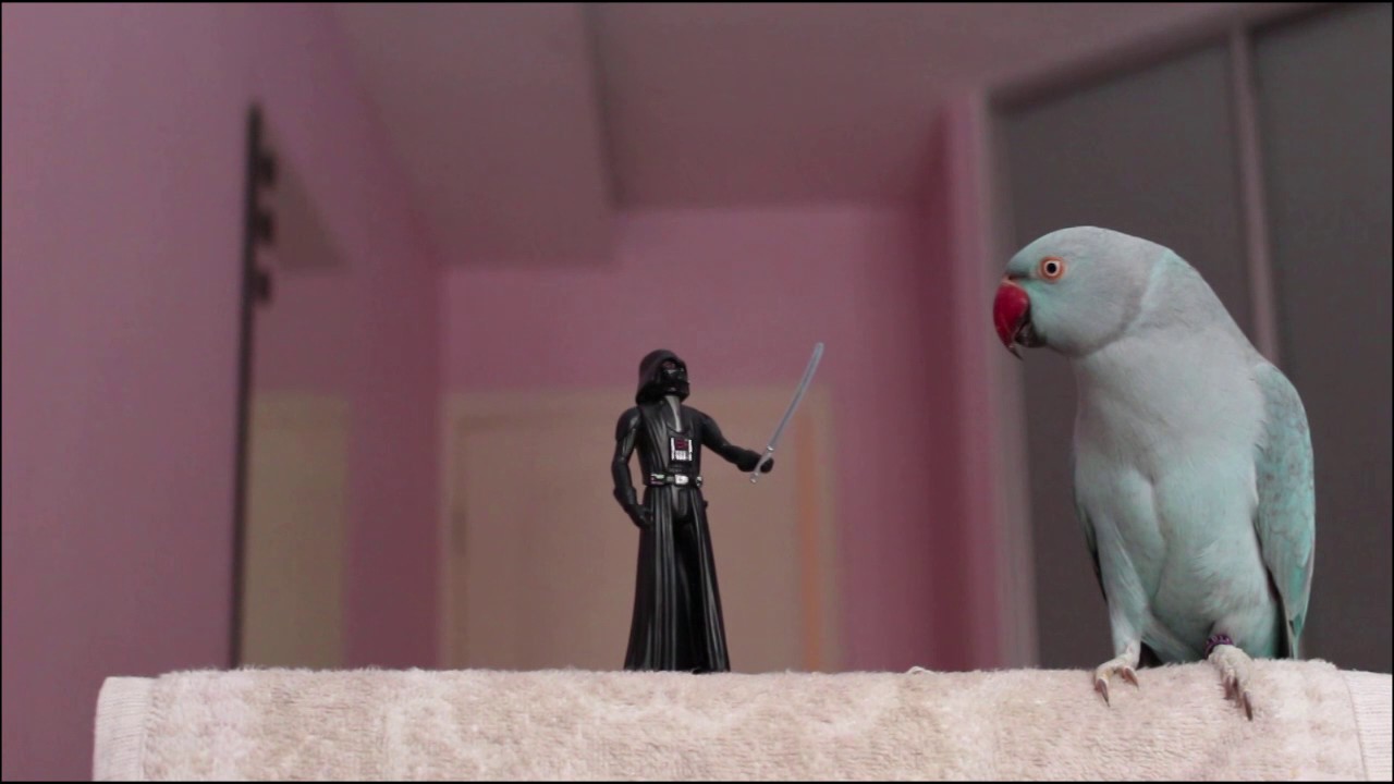Parrot vs Darth Vader