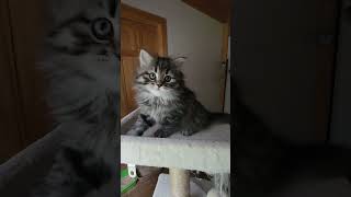 Kitten trying to BARK! #funny #cute #cat #siberian #shorts