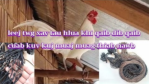 Leej twg xav tau qaib dib hlua khi qaib dib nug tau nawb kuv kuj muaj muag thiab