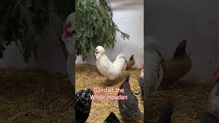 Best Of Gandalf The White Houdan
