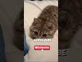 wait till the end....#shorts