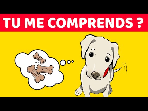 Vidéo: 10 choses que nous devrions faire pour nos chiens mais qu’ils ne peuvent pas faire eux-mêmes