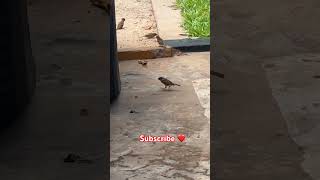 Java group finding food and fruit. #life #nature #ai #naturelovers #insectmacro #naturelive #bride