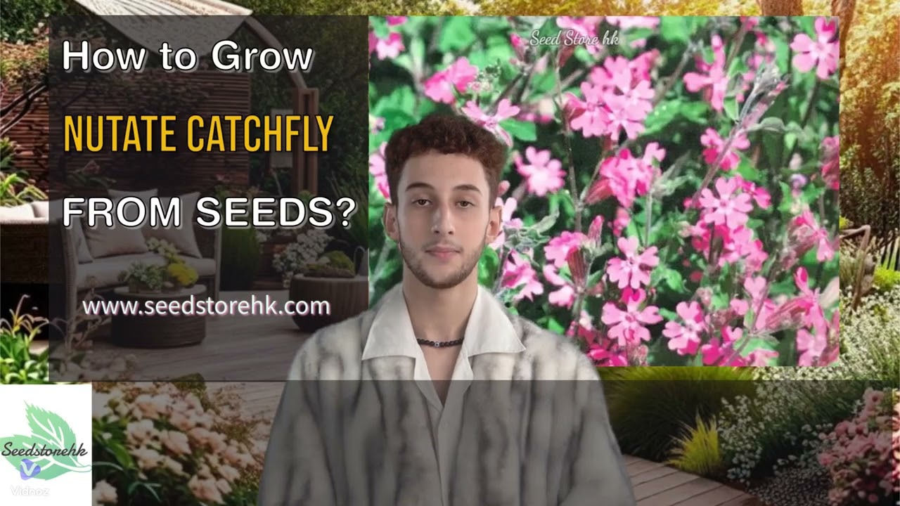 "How to Grow Nutate Catchfly Flowers from Seeds"  