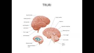 Cerebrum - Truri