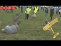 CRAZY FUN AT FREE FLIGHT  (UK BMFA Nationals 2015)