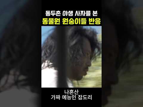 가짜 예능인 잡으로 온 동두촌 야생 사자