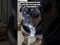 Bro…Seriously?! #mom #viral #shorts #funny #funnydogs
