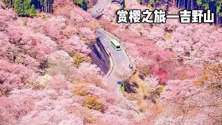 Sakura Appreciation Tour ~ Yoshino Mountain  Immersive Experience of Spring Flowers and Scenes  Cli