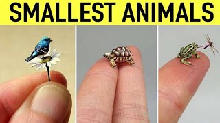 7 Tiny Creatures That You Can See Only When You Zoom In