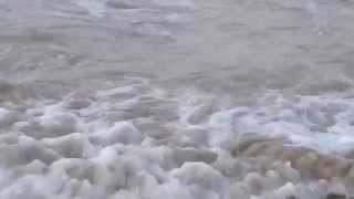 Green Sea Turtles, Poilau Island, Guinea-Bissau