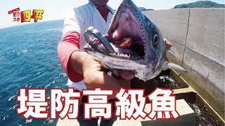 ショアジギングで危険な青物が釣れた(218話目)