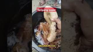 Download Lagu #viral teripang dari bumi Indonesia #teripang #nelayan super sekali MP3