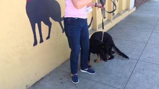 Westside German Shepherd Rescue