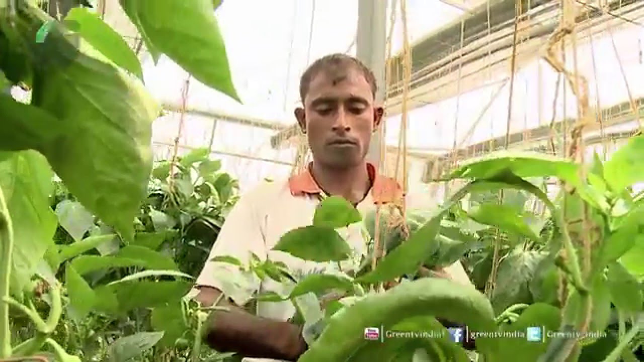 Agriculture in Haryana in Business Of Agriculture On Green TV YouTube