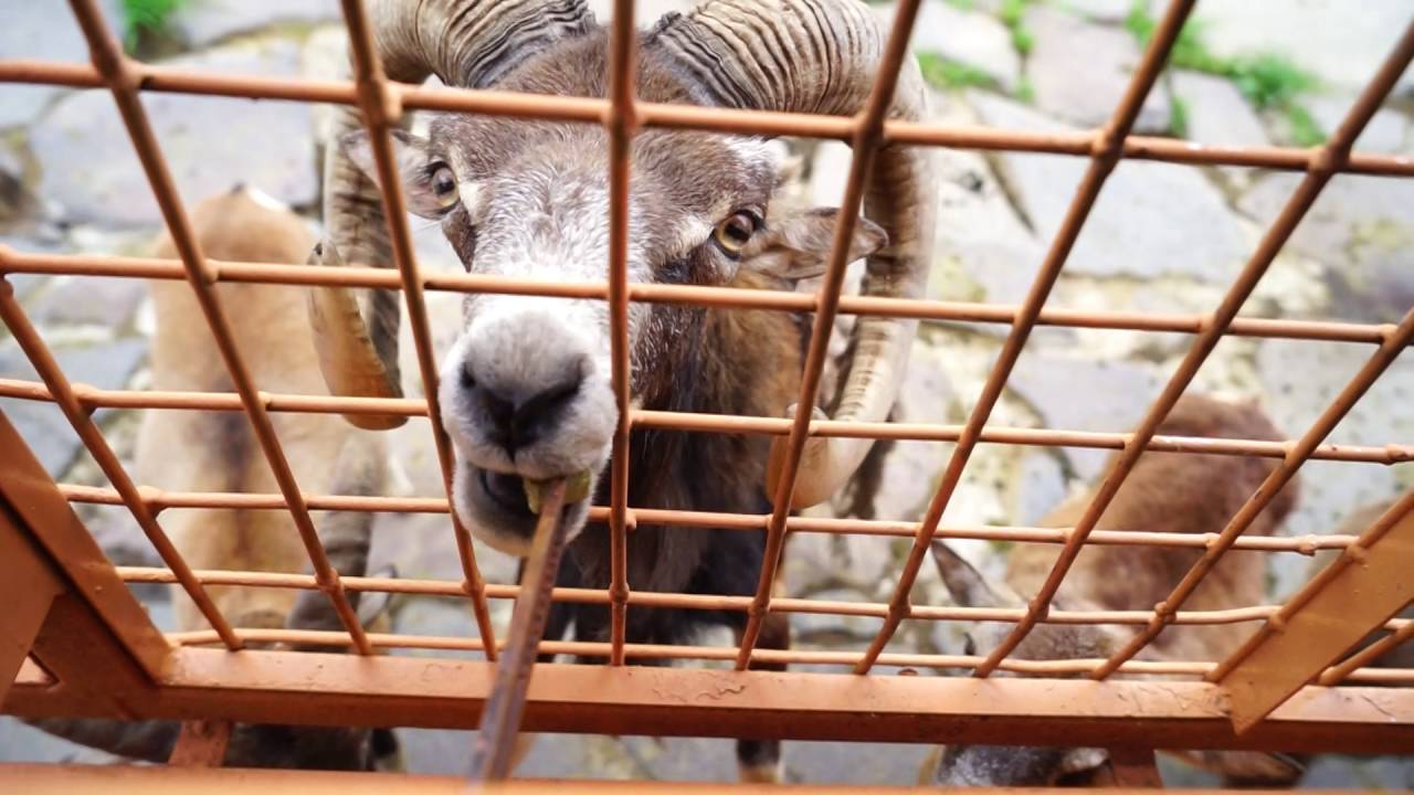九州自然動物園 一 Youtube