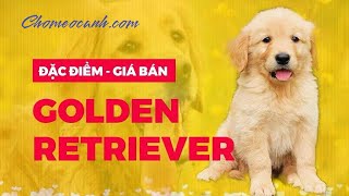 Chó Golden Retriever giá bao nhiêu? Mua bán chó Golden con vàng đẹp  thuần chủng | Chomeocanh.com