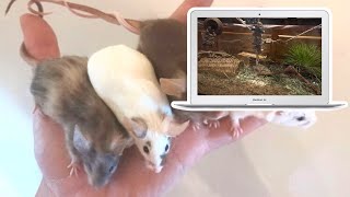 Reacting to my subscribers mouse enclosures 🐭