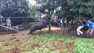 Bakrid 2019 ~ Mexxy Team (1)