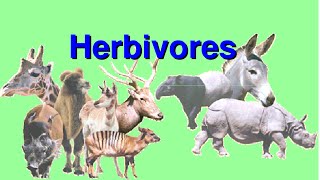 What are Herbivores -Video for Kids