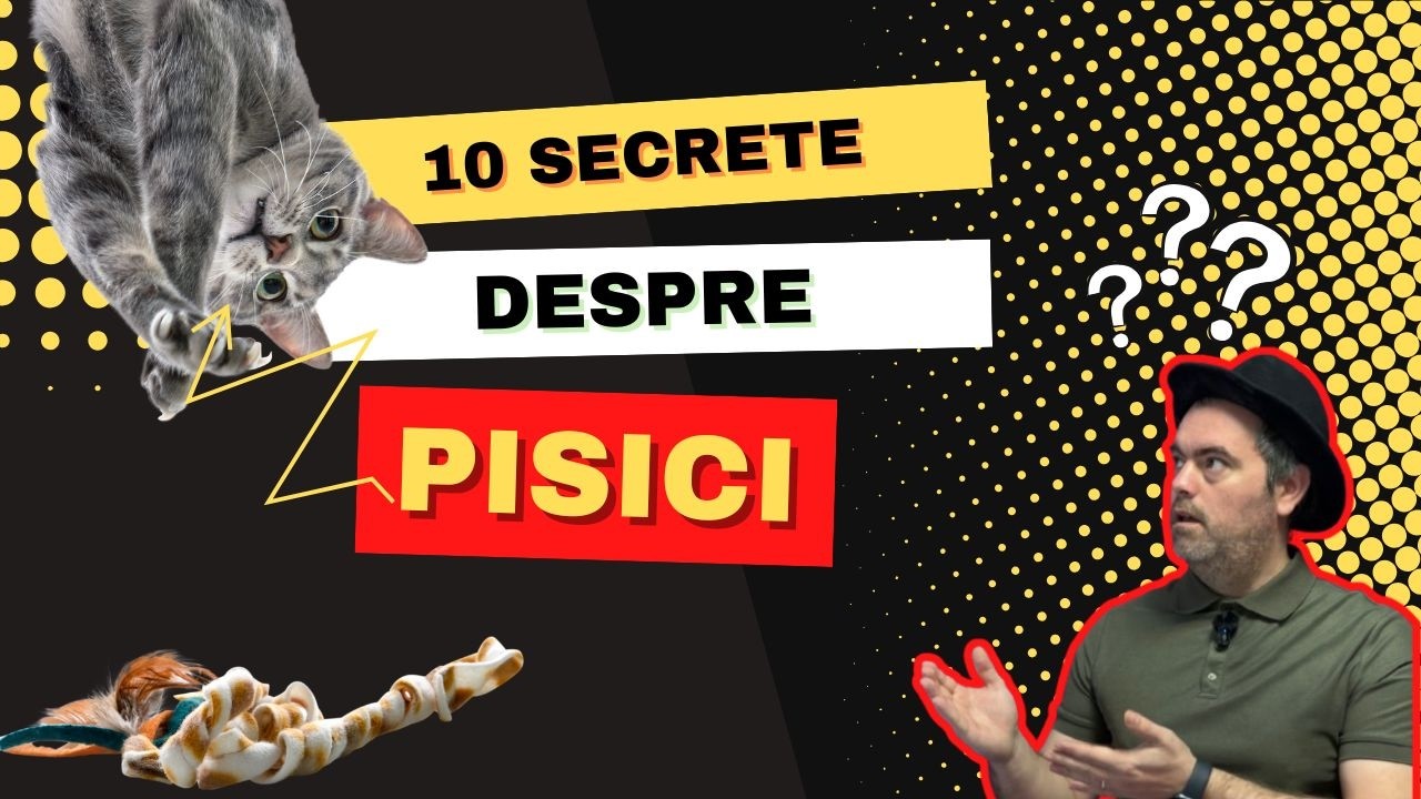TOP 10 lucruri pe care nu le știai despre pisica ta și te vor surprinde !