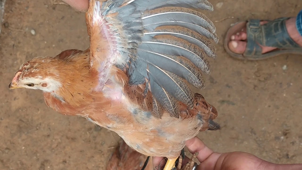 تربية الدجاج البلدي.مع كيفية التفريق بين الدكر والأنتى لصيصان الدجاج