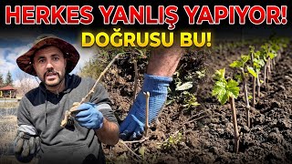 Asma Çoğaltmanın En Etkili Yolu 2 Yıllık Dalın Gücünü Kullandım