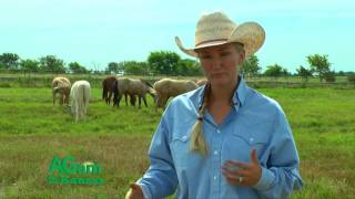 AGam in Kansas - Choose a Horse for your Child - Nov. 26, 2015 screenshot 2