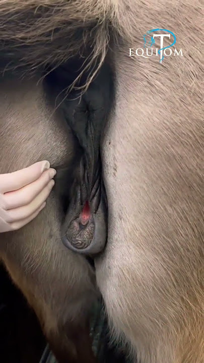 Cheval hermaphrodite! Incroyable et on va bien le soigner #cheval #chevaux
