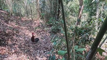 Bẫy gà rừng năm 2020 mồi mã lại tiếp tục lập công