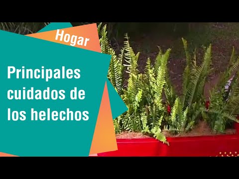 Vídeo: Helechos, Una Descripción General De La Especie. Cuidados En El Hogar. Foto