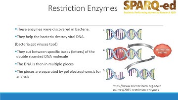 Using Restriction Enzymes