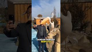 Cerita Viral Burung Pelikan #shorts #short #fakta #unik