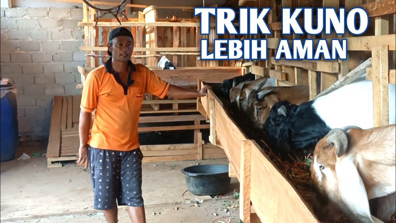 Penerapan Metode Kuno Dalam Beternak Kambing Lebih Aman Dan Nyaman