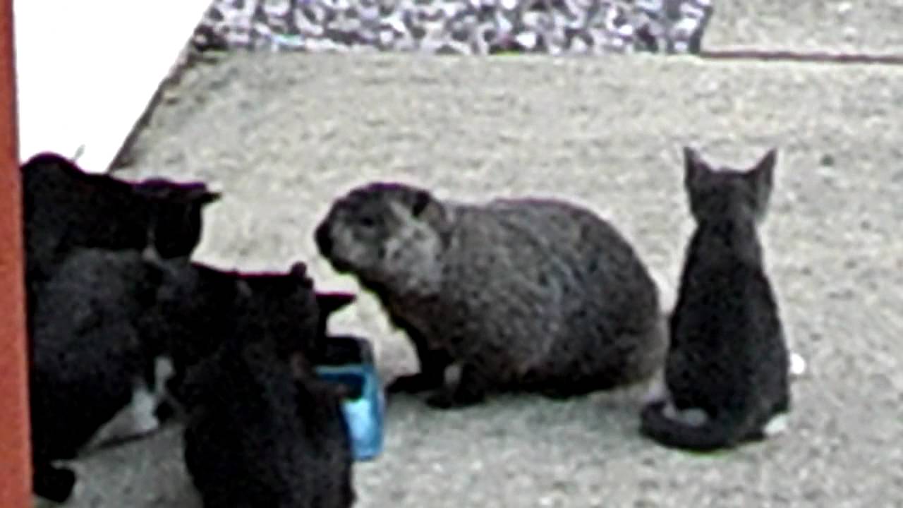 woodchuck eating with cats YouTube